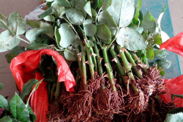 玫瑰花如何育苗，可以通過以下3種方法進行