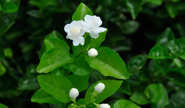 茉莉花葉斑病如何防治，及時(shí)摘除病葉是關(guān)鍵