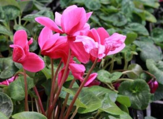 仙客來葉子發(fā)黃花倒下怎么辦，老農(nóng)總結(jié)出三種最實用解決措施