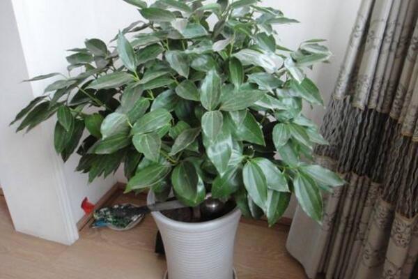 平安樹可以放在客廳嗎，放在客廳是非常不錯(cuò)的選擇