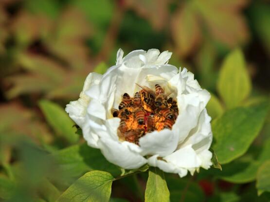 牡丹花功效與作用，盤(pán)點(diǎn)牡丹花七大功效與作用