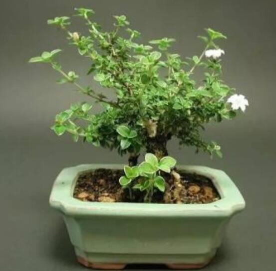 六月雪用什么土，盤點最佳盆土比例配制(沙質(zhì)土壤最佳)