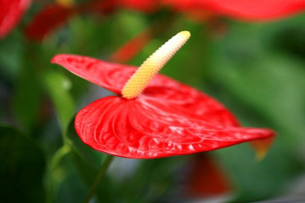 紅掌的繁殖方法和注意事項，4種繁殖方法任君選擇（不建議播種繁殖）