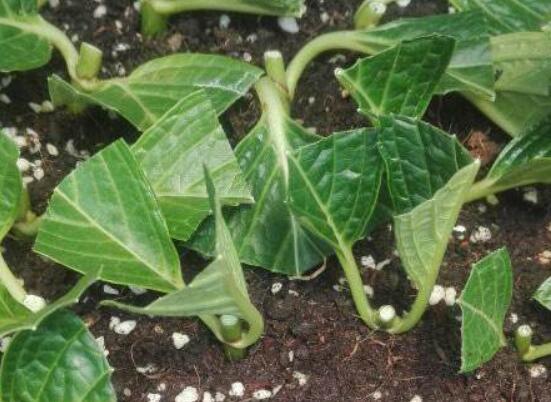 繡球花夏天可以扦插嗎，抑制生根、存活慢(不適宜)