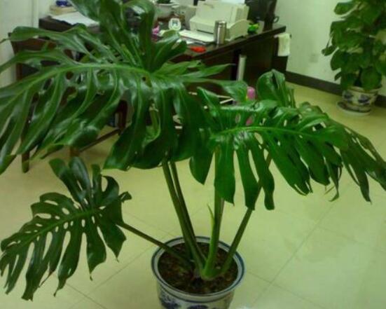 龜背竹用高盆還是矮盆，建議以高盆養(yǎng)殖最佳(紫砂盆)