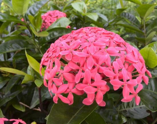 剪下的繡球花怎么養(yǎng)，教你五個要點(diǎn)生長枝繁葉茂