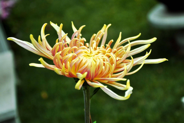 菊花怎樣繁殖，播種/扦插/嫁接/分株繁殖等