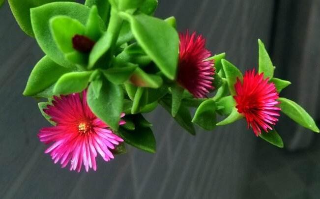 牡丹吊蘭可以水培嗎，可以/但是要及時的換水