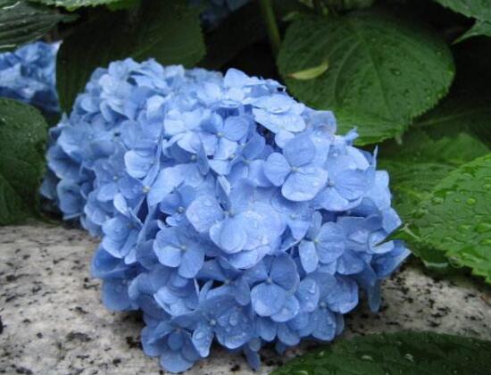 繡球花葉子發(fā)黃原因，繡球花葉子發(fā)黃怎么辦