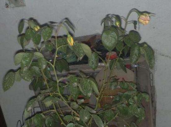 月季花焉了怎么辦，三個妙招讓它重新恢復(fù)生機(jī)