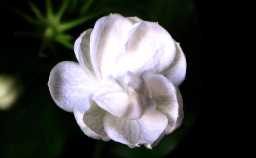 茉莉花開花后怎么辦，要及時(shí)修剪和施肥等3個(gè)方面的養(yǎng)護(hù)