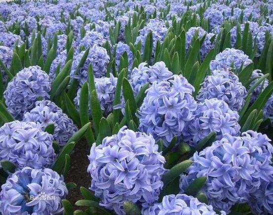 風(fēng)信子夏天怎么養(yǎng)，五個(gè)方法教你安然度夏