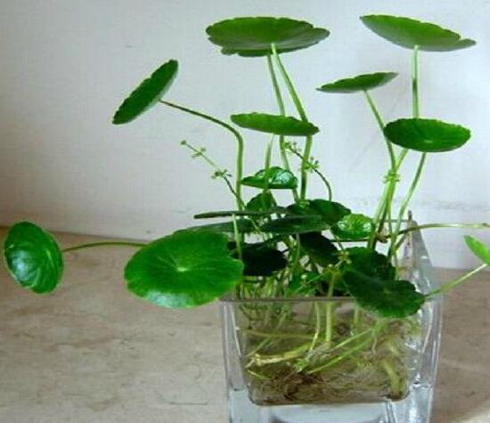 銅錢草可以放魚缸里嗎，銅錢草水培方法