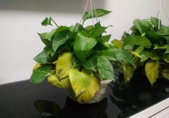 綠蘿發(fā)黃是什么原因，綠蘿葉子發(fā)黃怎么辦