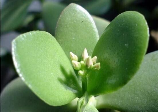 燕子掌怎么繁殖，主要有兩種扦插方法(土插與水插)