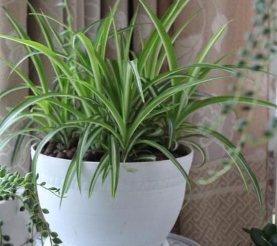 吊蘭多久澆一次水，每個(gè)季節(jié)保持盆土微濕潤(rùn)環(huán)境