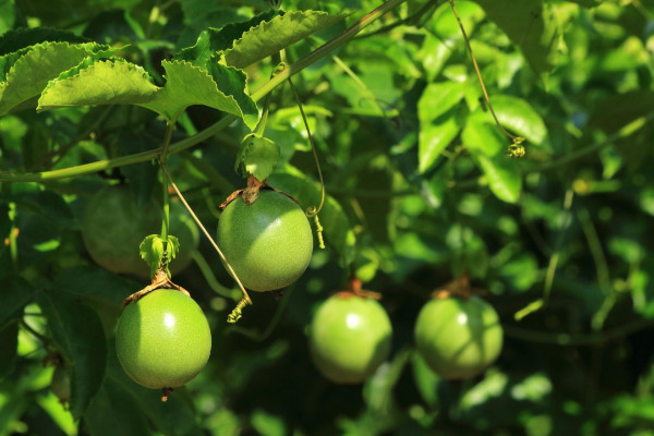 百香果秋天怎么養(yǎng)，接受日均7~8小時的光照滋養(yǎng)