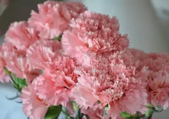 好看的康乃馨的圖片欣賞，祝母親永遠健康長壽、福如東海