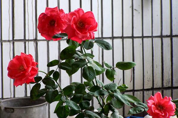 如何延長(zhǎng)月季花的花期，要做好以下三步