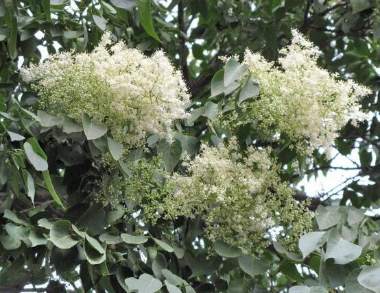 六月雪的功效與作用，細(xì)數(shù)六月雪七大功效與作用