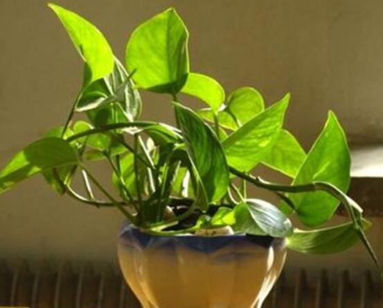 綠蘿作用有哪些，美化環(huán)境、凈化空氣、招財生旺