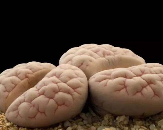 生石花有多少品種，欣賞最好看的六大品種