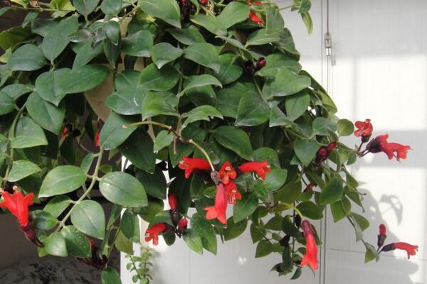 吊蘭有哪些品種，觀賞價值最高的吊蘭是紫吊蘭