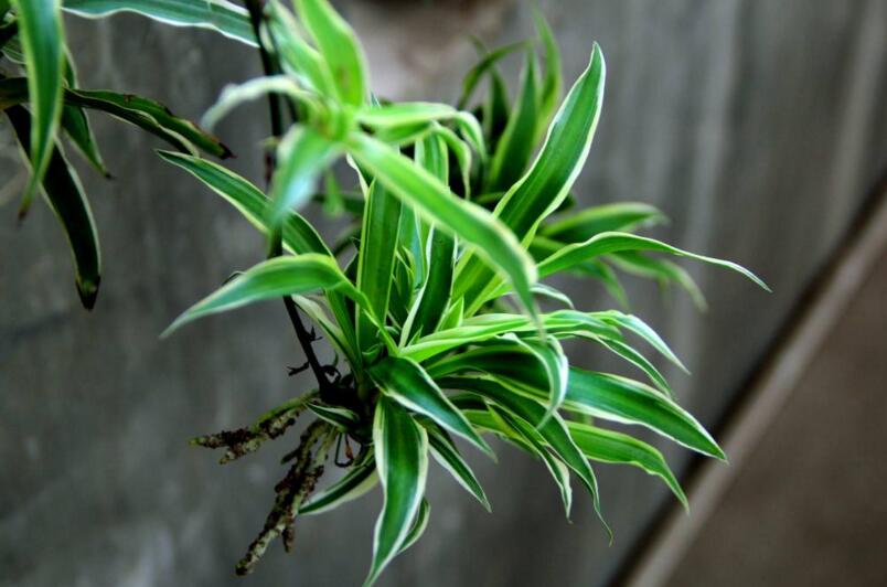 一品紅凈化空氣嗎，不能凈化/最好不要放在兒童房間中養(yǎng)殖