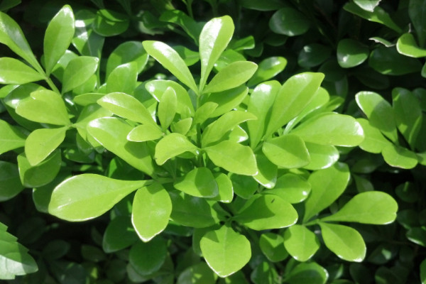 冬青樹(shù)和黃楊區(qū)別