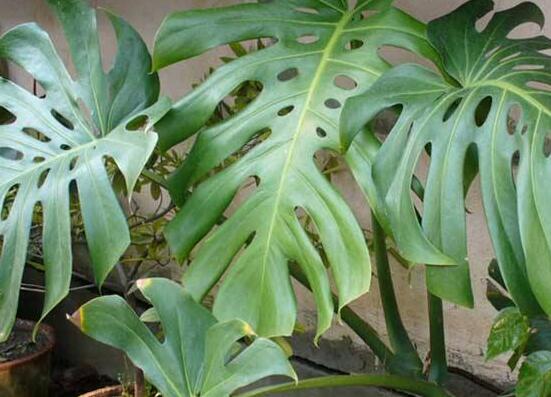 龜背竹有幾個品種，細數(shù)龜背竹六大品種