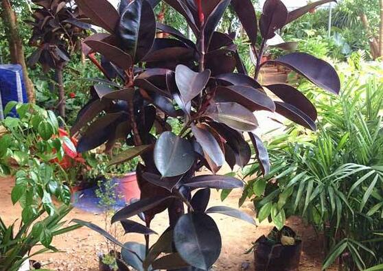 橡皮樹(shù)長(zhǎng)黑斑怎么辦，兩種原因以及解決辦法