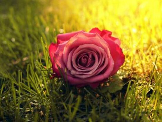 玫瑰花怎么施肥，玫瑰花施氮磷鉀肥最為合適