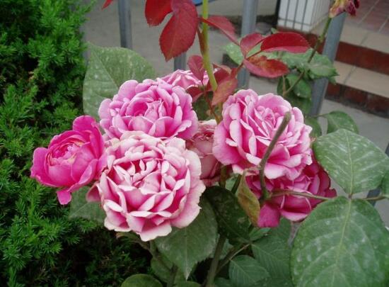 月季花怎么施肥，月季花施什么肥好