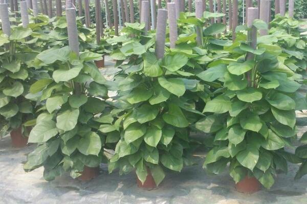 大葉綠蘿葉子發(fā)黃怎么辦，找到原因立即進(jìn)行補(bǔ)救