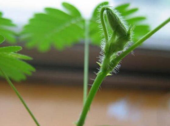 含羞草品種，盤點(diǎn)含羞草四大品種