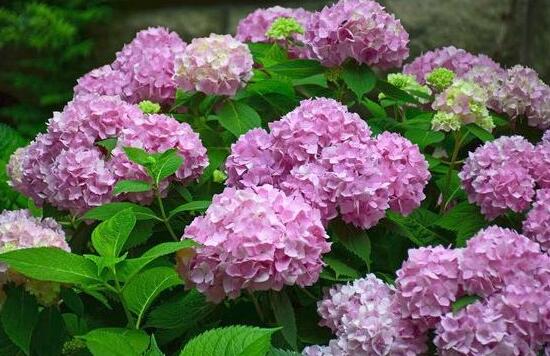 繡球花什么時候開花，繡球花一年開幾次花