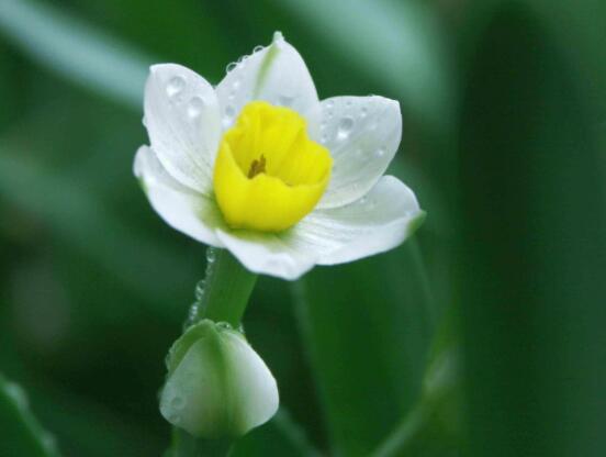 水仙花的葉子有毒嗎，誤食導(dǎo)致嘔吐、腹痛(全株有毒)