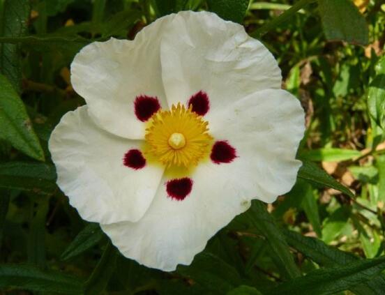 薔薇花的花語大全，細(xì)數(shù)薔薇花九大品種花語