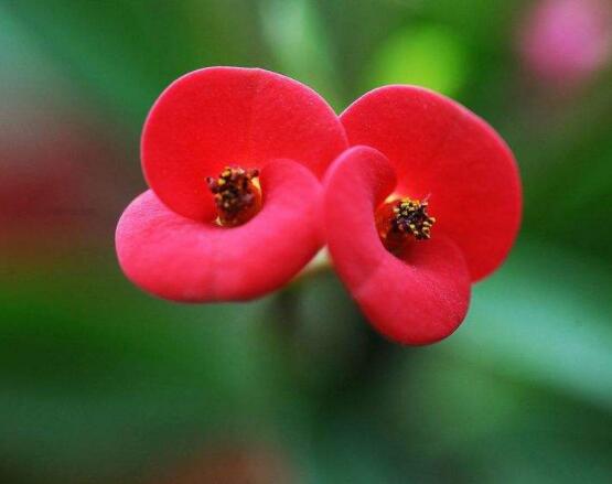 虎刺梅掉葉子怎么辦，四種原因以及解決方法