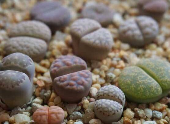 生石花有什么用，老農(nóng)總結(jié)最常見四個作用