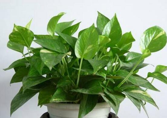 綠蘿長得慢怎么辦，做好這六個(gè)要點(diǎn)爆盆不斷