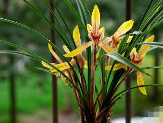 蘭花怎么澆水，盤(pán)點(diǎn)蘭花澆水方法