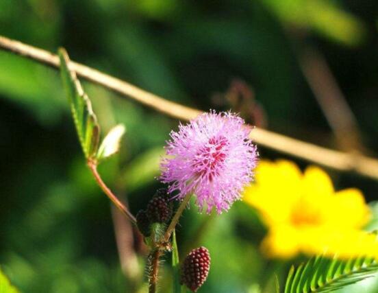 養(yǎng)含羞草對(duì)人體有害嗎，含有輕微的毒性/無(wú)害(放心養(yǎng)殖)