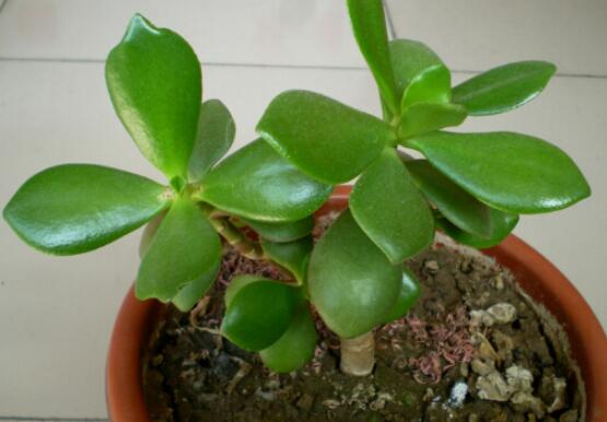 燕子掌能放在室內(nèi)養(yǎng)嗎，能/吸收有害氣體、釋放氧氣(身體健康)