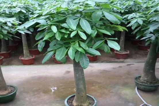 發(fā)財樹鋸斷后怎樣養(yǎng)活，及時消毒/做好澆水光照溫度