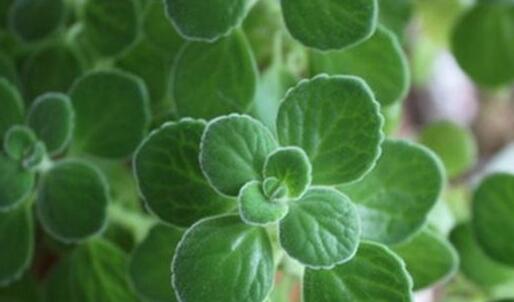 碰碰香能在臥室放嗎，不光可以放/還能制作飲品