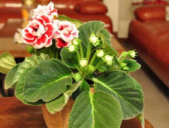 大巖桐與芙蓉的區(qū)別，解析最直觀三種分辨方法