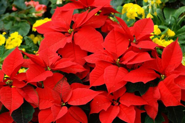 一品紅可以放在客廳嗎，凈化空氣室內(nèi)觀賞