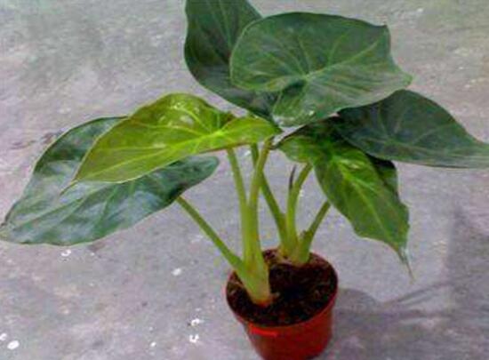 滴水觀音怎么繁殖，滴水觀音扦插繁殖圖解