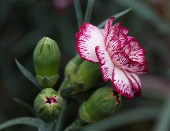 康乃馨送母親要幾朵，1、10、16、18朵寓意最深